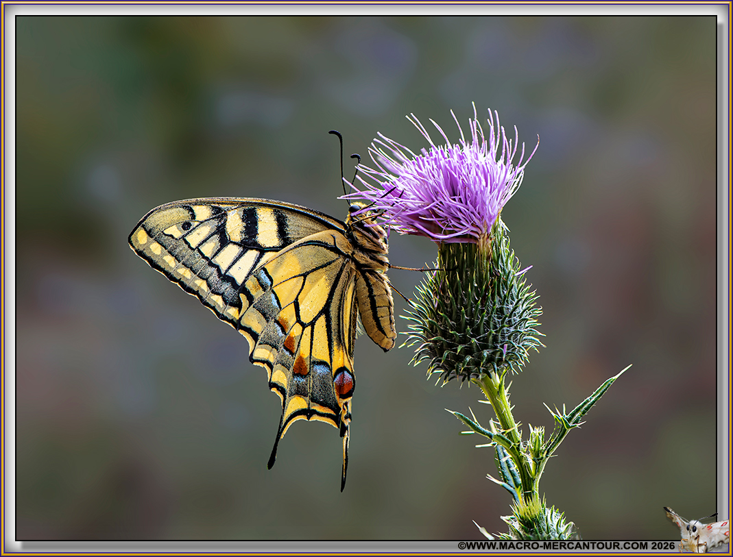 Machaons